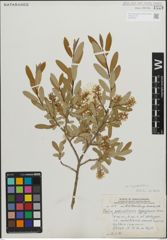 Foto von Salix pedicellaris Pursh